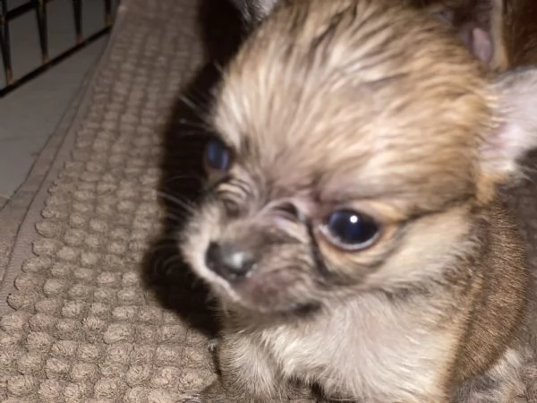 cuccioli chihuahua con pedigree