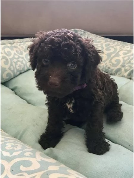  regalo lagotto romagnolo cuccioli meravigliosi  