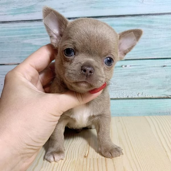 chihuahua 2 femmina e 1 maschio
