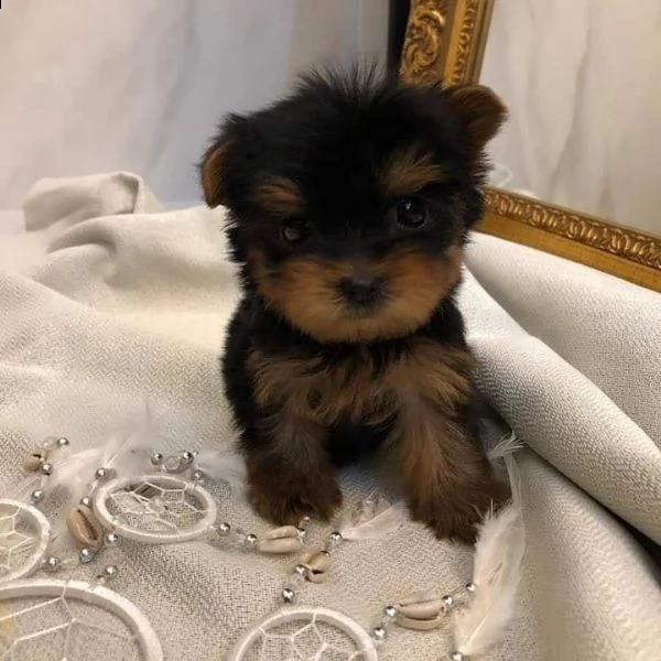 toy yorkshire