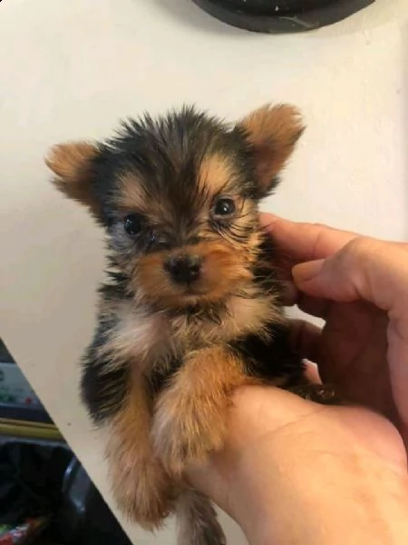 cucciolo di yorkshire mini toy 