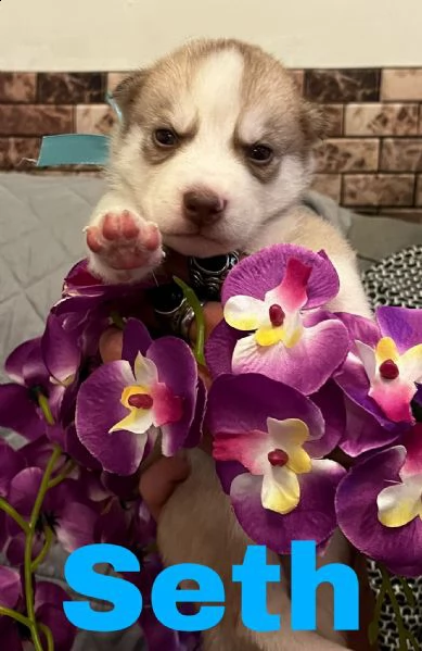 cuccioli siberian husky | Foto 5