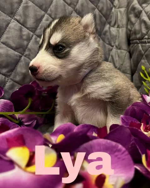 cuccioli siberian husky