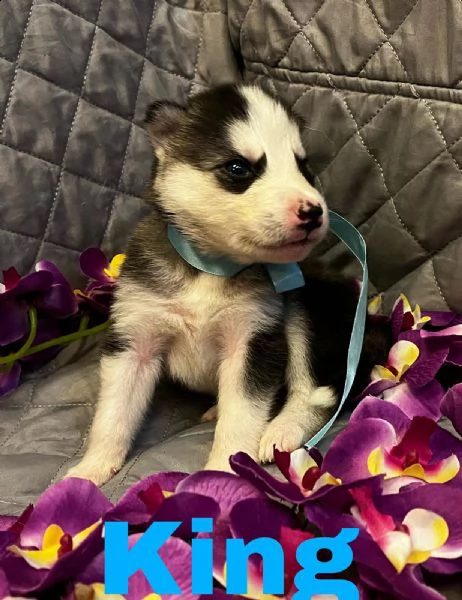 cuccioli siberian husky | Foto 1