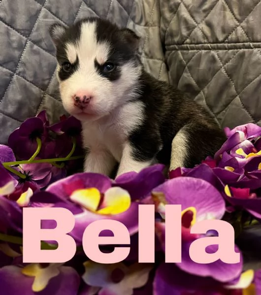 cuccioli siberian husky | Foto 0
