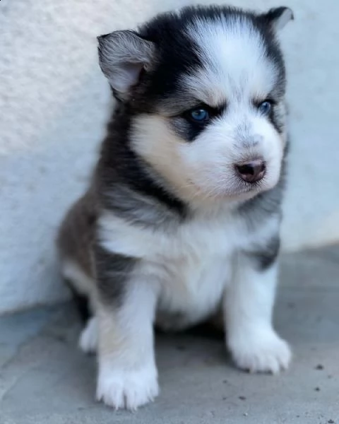 bellissimo cucciolo di pomsky in adozione