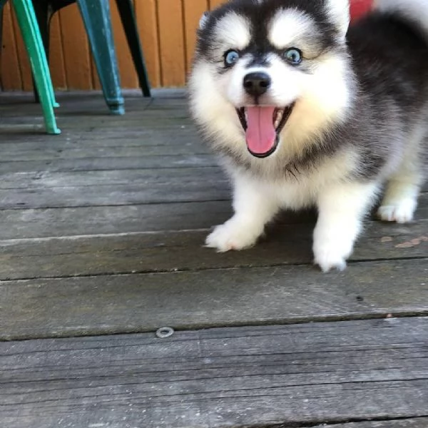 bellissimo cucciolo di pomsky in adozione | Foto 0