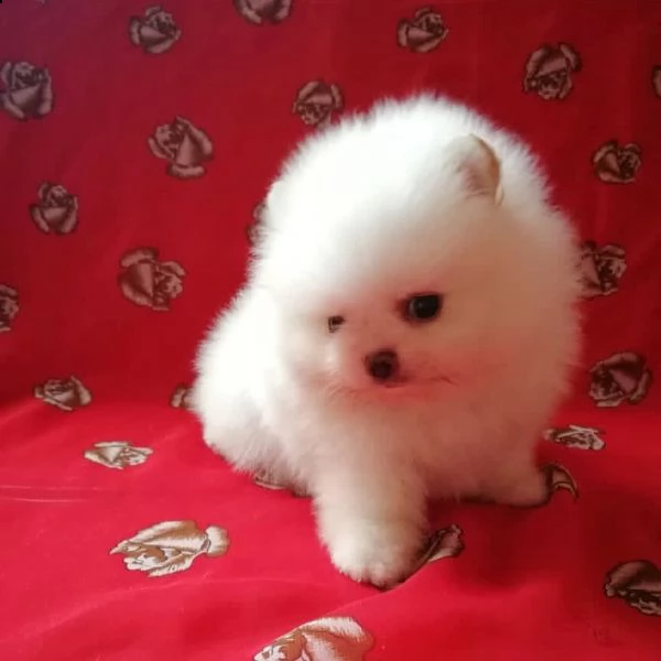 cuccioli valpino pomeranian nano