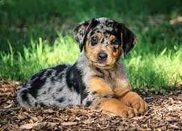 catahoula leopard cuccioli per adozione andare solo in una casa di bene che sono disposti ad adott
