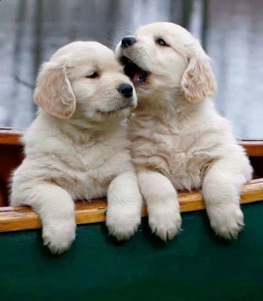 golden retriever cuccioli di linea americana 