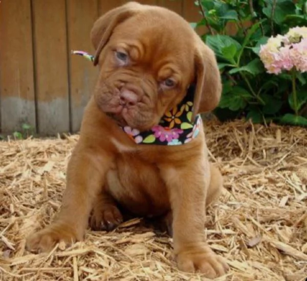  regalo cuccioli dogue de bordeaux