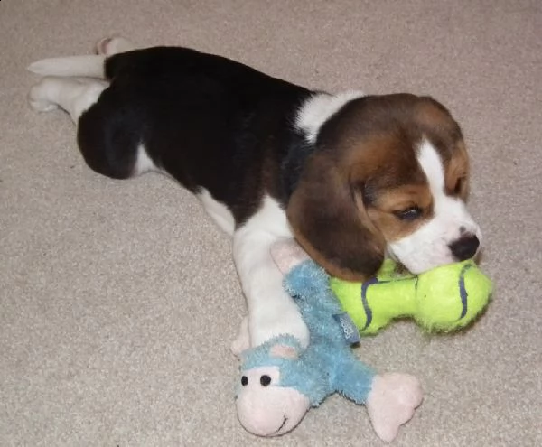 beagle cuccioli splendidi con pedigree