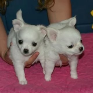 giocattolo regalo cuccioli di chihuahua i cuccioli di chihuahua sono disponibili per ladozione con