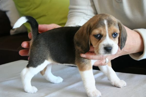 email  arwenbrades10atgmailcom adorabili cuccioli di beagle femminucce e maschietti disponibili per