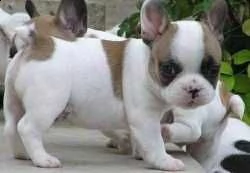 email  arwenbrades10atgmailcom adorabili bulldog francese cuccioli mini disponibili per adozionemo