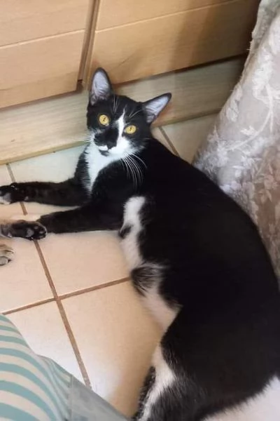 Lenny gatto bianco e nero in adozione  | Foto 0