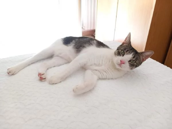Kira dolcissima gatta in adozione | Foto 0