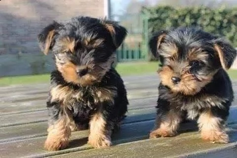 cucciolata di york shire terrier mini toy 