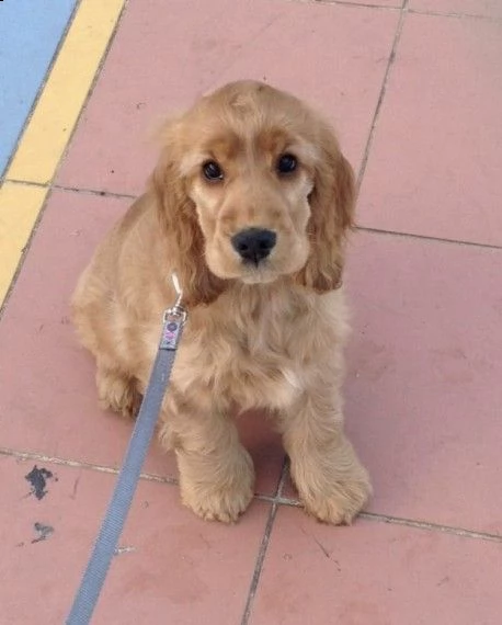 regalo cuccioli di cocker spaniel in pronta consegna provvisti di  microchip  due vaccini  sve