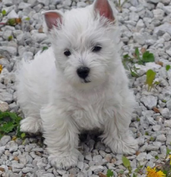 regalo adorabili cuccioli west highland terrier bianco femminucce e maschietti disponibili