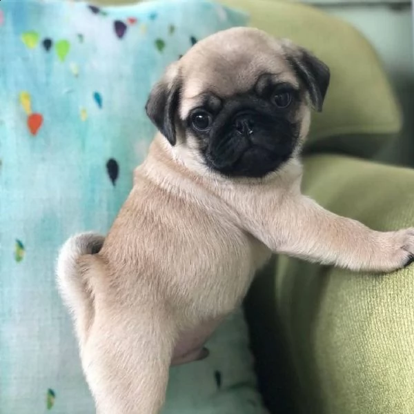 cuccioli carlino mini