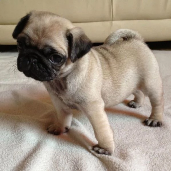 cuccioli carlino mini | Foto 0