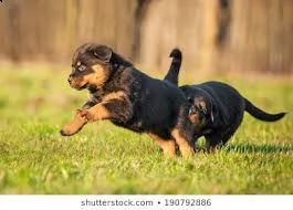cucciolo di rottweiler tenerissimi intrigantissimi e buonissimi di 70 giorni sia maschi che femmina 