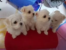 bellissimi cuccioli di maltese