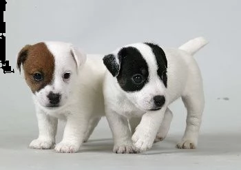 bellissimi cuccioli di jack russell terrier con pedigree tricolori biancoarancio o completamente 