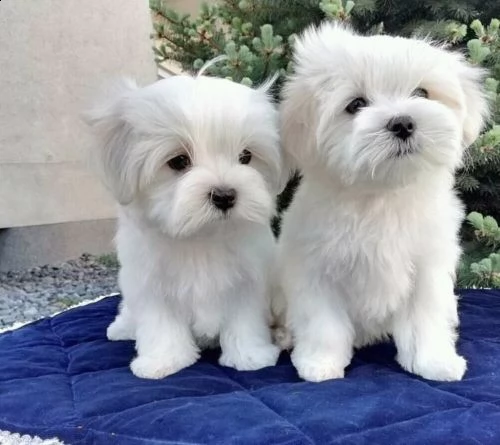 vendita cucciolo maltese cuccioli piccoli nani bianchi