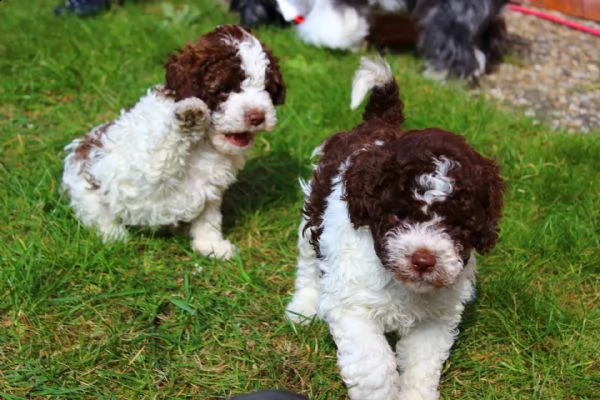 regalo cuccioli di lagotto romagnolo in pronta consegna provvisti di  microchip  due vaccini  