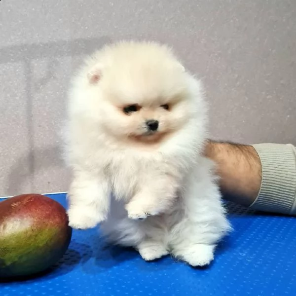 regalo  volpino pomerania mini toy | Foto 0