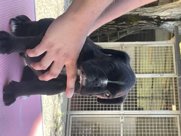 Cuccioli di Boxer
