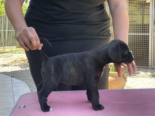 Cuccioli di Boxer | Foto 4