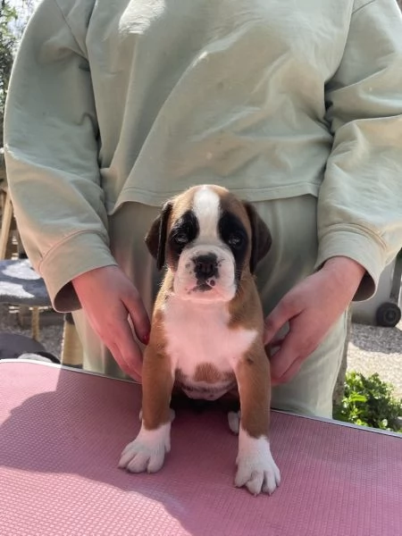 Cuccioli di Boxer | Foto 0