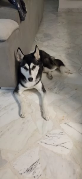 regalo  husky di 10 mesi femmina, microchippata, vaccinata  