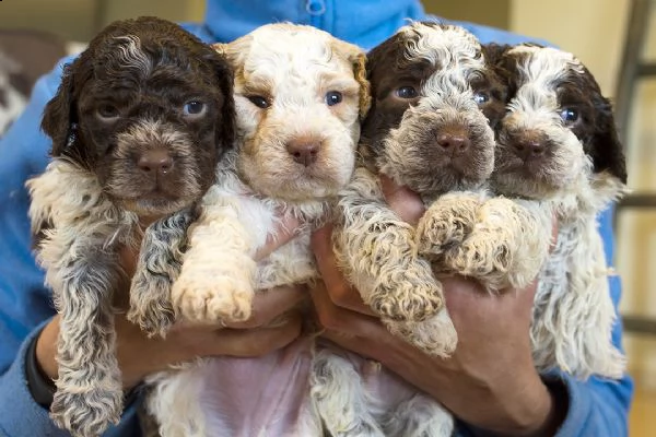 regalo lagotto romagnolo cuccioli meravigliosi  