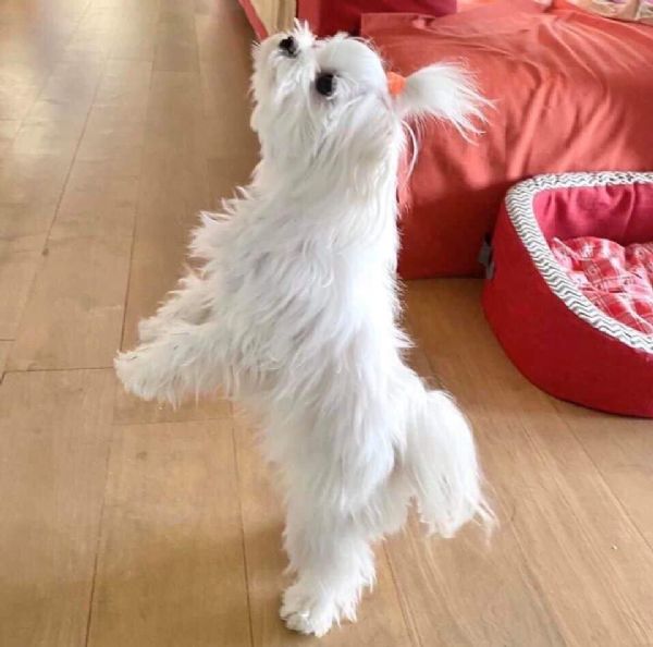 Vendita cucciolo Maltese da Privato a Piacenza stunning white teacup