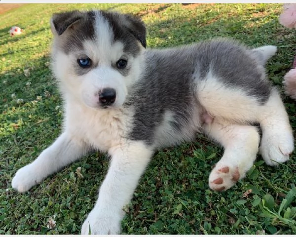 vendita cuccioli siberian husky occhi blu
