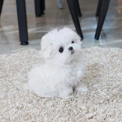 maltese nano