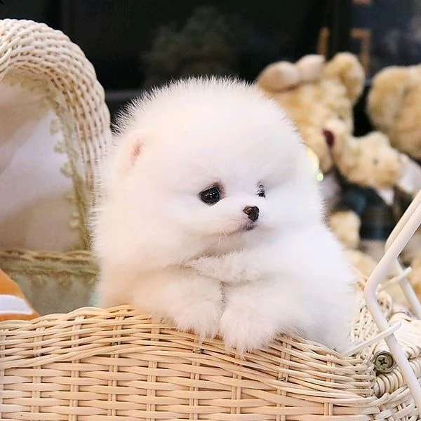 spitz di pomerania cuciolo