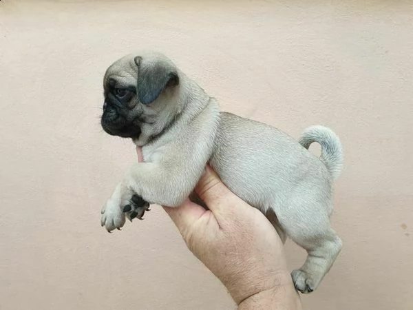 cuccioli di carlino taglia piccola 