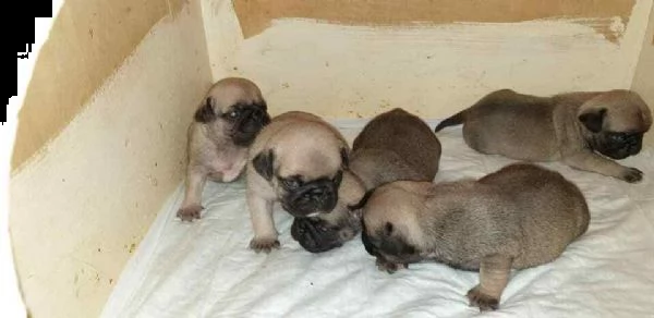 cuccioli di carlino taglia piccola  | Foto 0