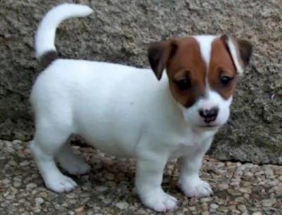 bellissimi cuccioli di jack russell terrier con pedigree tricolori biancoarancio o completamente  | Foto 0