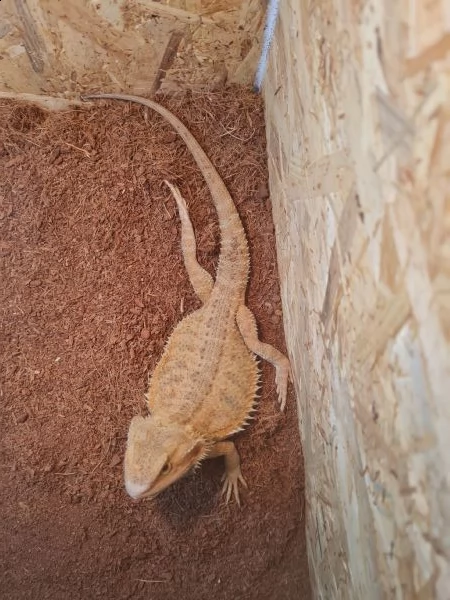 pogona vitticeps maschio adulto