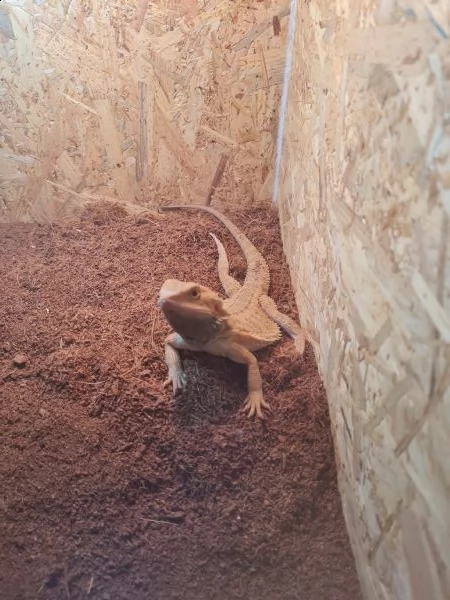 pogona vitticeps maschio adulto | Foto 1