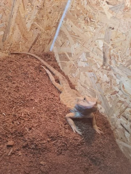 pogona vitticeps maschio adulto | Foto 0
