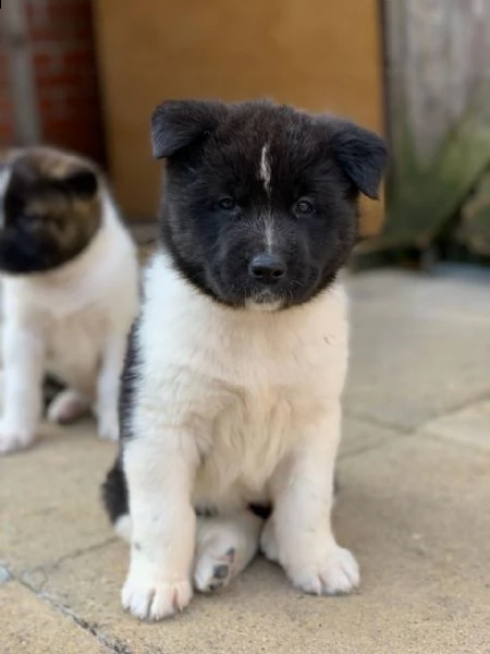 akita inu cuccioli introvabili cuccioli di akita inu intelligenti e dolcissimi attaccati al padrone