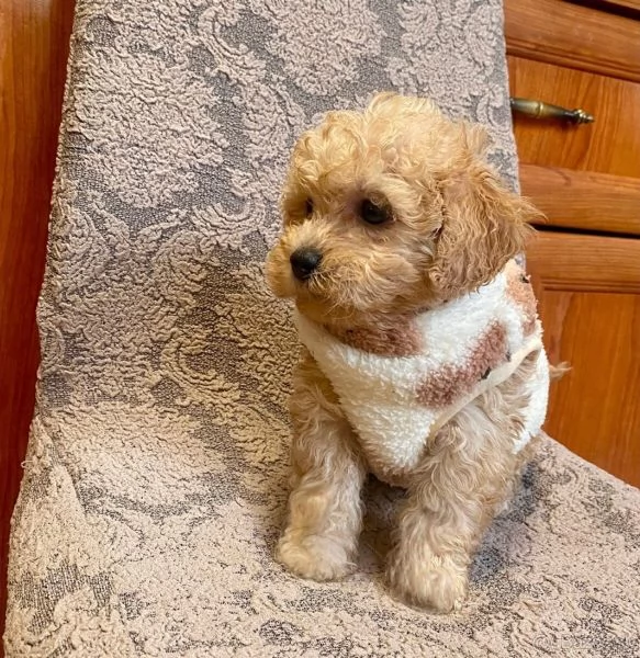 barboncino toy | Foto 1