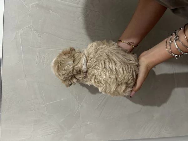 maltipoo | Foto 0